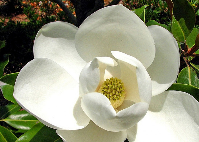 Budidaya Tanaman Hias Bunga Kantil ini Memiliki Aroma yang Wangi, Berikut 7 Manfaatnya untuk Kesehatan