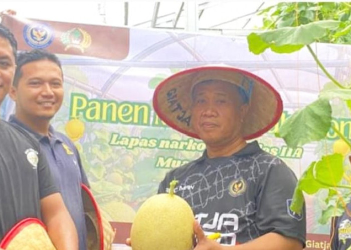 Melon Kembali Berbuah, Lapas Narkotika Muara Beliti Petik Hasil Panen Kedua