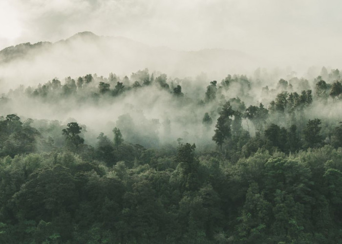 Begini Prosedur Resmi Beli Hutan Sesuai Regulasi Indonesia, Terkait Usul Patungan Beli Hutan