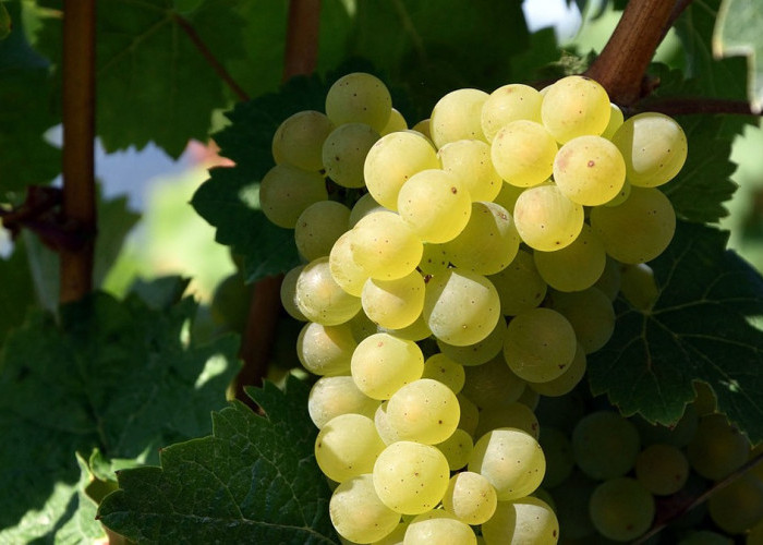 Ketahui, Inilah 9 Manfaat Anggur Putih untuk Kesehatan Tubuh