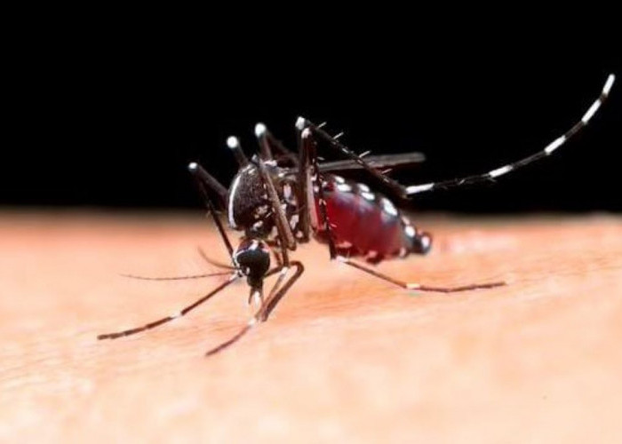 8 Tanaman Pengusir Nyamuk Efektif dan Ampuh, Bisa Ditanam di Pot Rumah