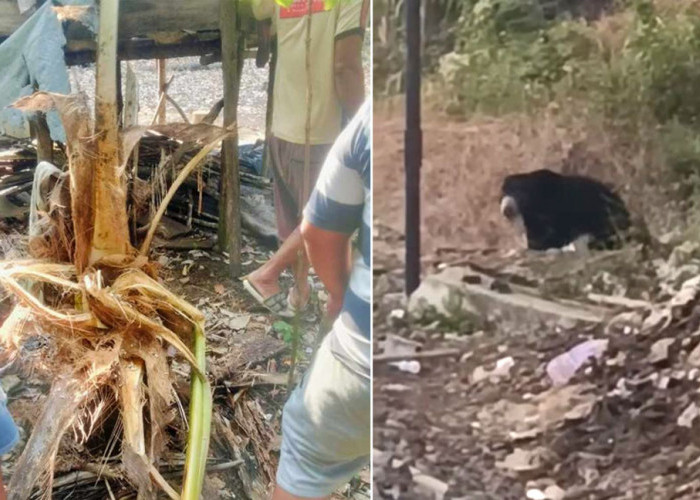 Petani Resah, Beruang Masih Berkeliaran di Kebun Warga Lubuk Binjai Lubuk Linggau