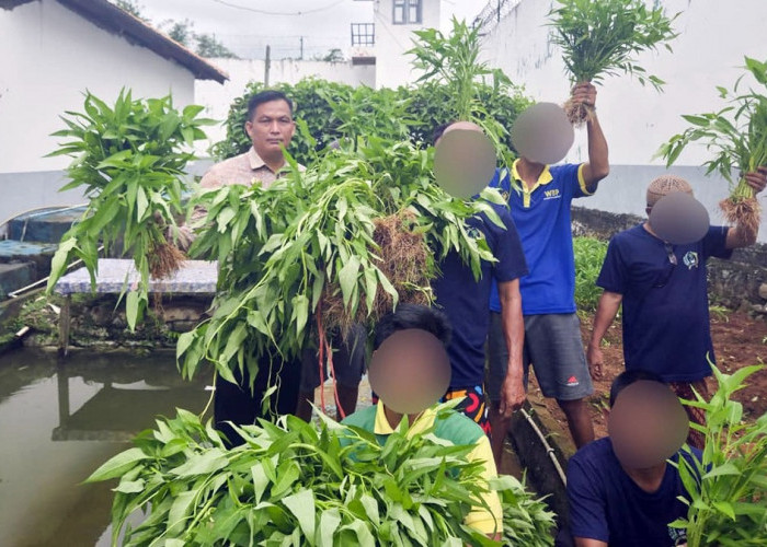 Lapas Narkotika Muara Beliti Panen Kangkung, Wujud Pembinaan Kemandirian WBP