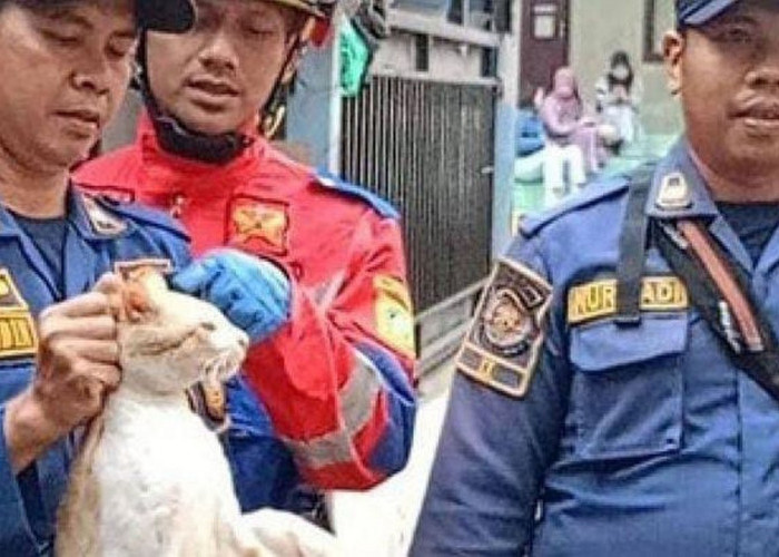 Viral Teror Kucing Oyen Bikin Onar dan Lukai Warga, Berhasil Diamankan Damkar di Cibinong