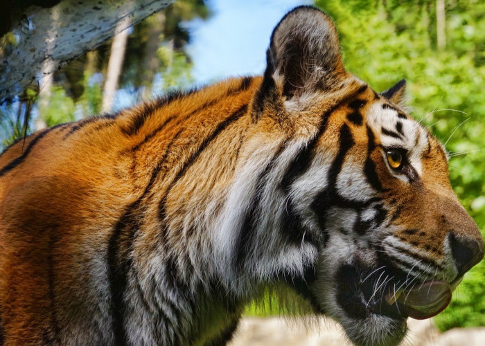 Heboh, Kasus ART Diterkam Harimau Majikan di Samarinda Hingga Tewas, Digaji Hanya Rp3 Juta