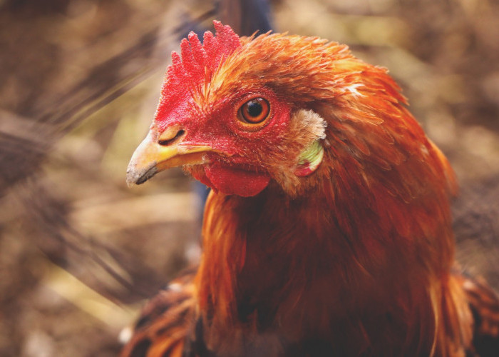 5 Ayam Aduan yang Paling Jago di Arena Sabung, Kolektor Wajib Mengetahui