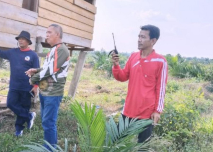 Gajah Liar Ngamuk di Muratara Sumatera Selatan, Puluhan Batang Sawit Dirusak