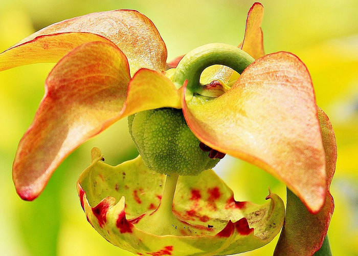 5 Fakta Unik Tanaman Hias Bunga Kantong Semar, Salahsatunya Potensi Bisnis yang Menggiurkan