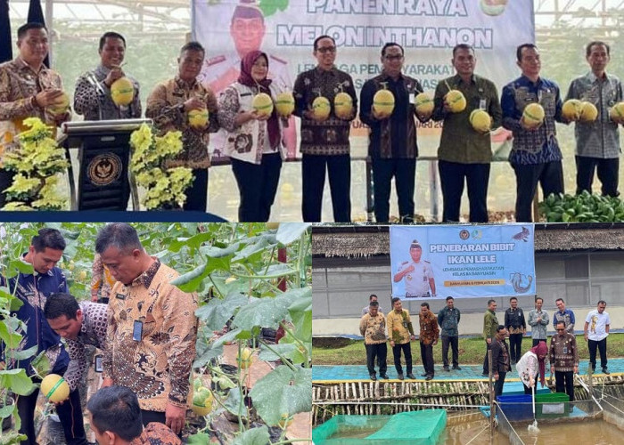 Dukung Ketahanan Pangan, Lapas Narkotika Muara Beliti Hadiri Panen Raya Melon Inhalton