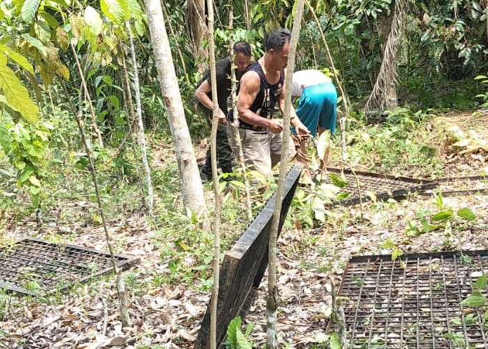 BKSDA Pasang Perangkap, Beruang yang Berkeliaran di Lubuk Binjai Lubuk Linggau Belum Tertangkap