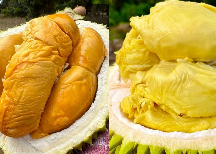 Simak 5 Manfaat Buah Durian untuk Kesehatan Tubuh, Bawa Khasiat yang Tak Disangka!