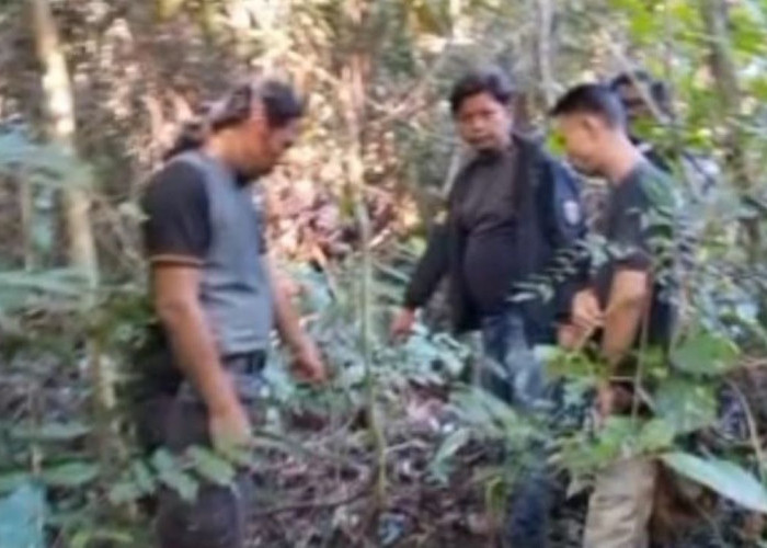 Warga Sementara Diminta Tidak ke Kebun, Ini Lokasi Warga Sukakarya Musi Rawas Diserang Beruang