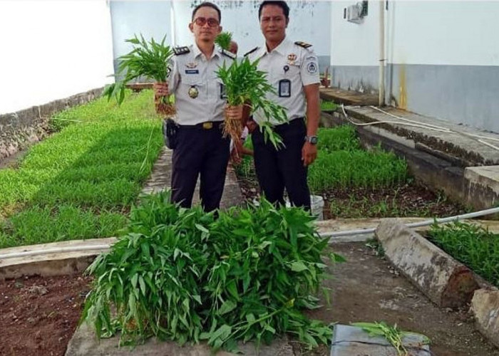 Panen Kangkung Berkala, Lapas Narkotika Muara Beliti Wujudkan Kemandirian Warga Binaan