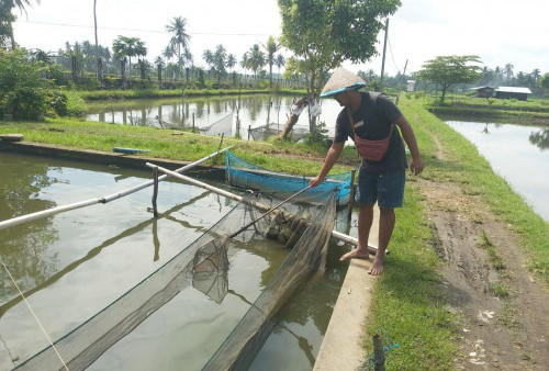 6 Kecamatan Ini Ternyata Penyuplai Ikan Segar 15 Daerah di Sumatera Bagian Selatan 