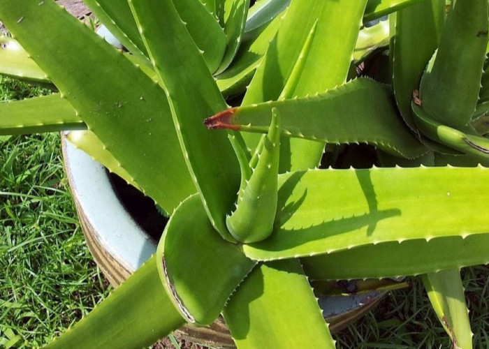 10 Manfaat Tanaman Lidah Buaya untuk Kesehatan Rambut