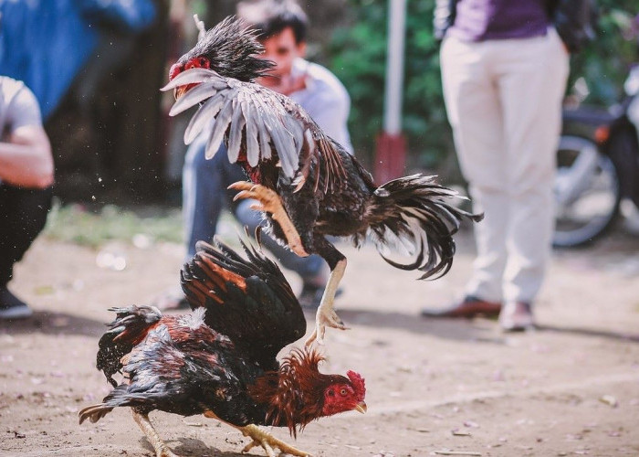 Pria di Jambi Meninggal Usai Dikejar Polisi Ketika Razia Sabung Ayam