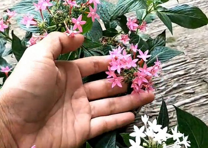 10 Jenis Tanaman Hias Bunga Cantik ini Cocok untuk Dekorasi Rumah yang Paling Eksotis