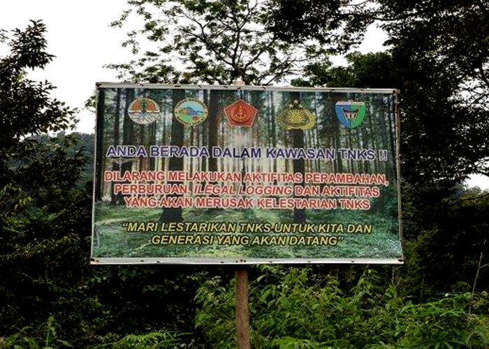 Diduga Harimau dari Lebong Bengkulu, Warga Batu Gane Musi Rawas Ditemukan Tak Bernyawa