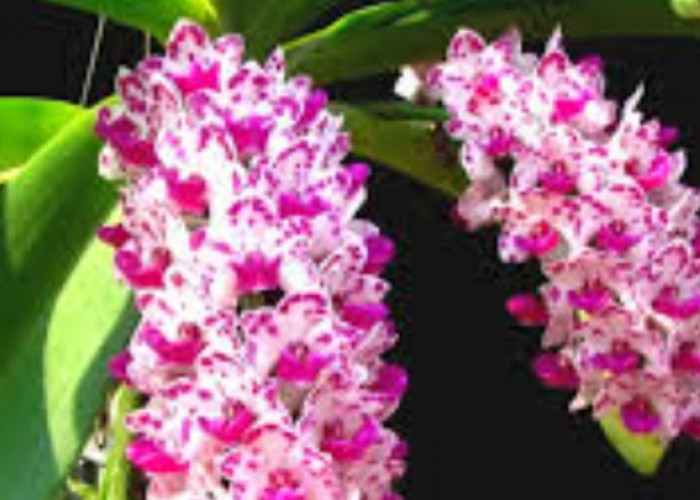 Tanaman Hias Bunga Anggrek Ekor Tupai Diujung Bunganya Memiliki Warna yang Lebih Pekat dan Bisa untuk Pewangi