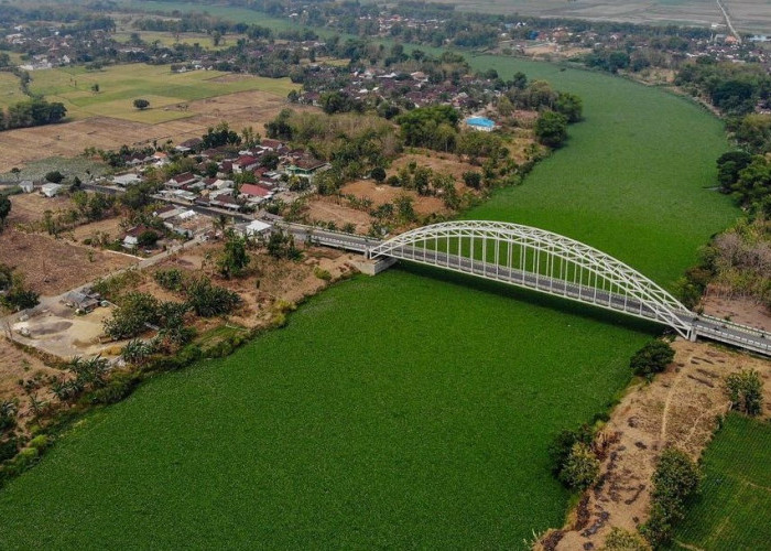 Fenomena Eceng Gondok Tutupi Sungai Bengawan Solo, Permukaan Sungainya Berubah Jadi Taman Hijau