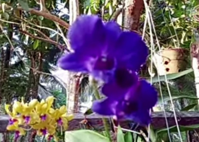 Tanaman Hias Bunga Anggrek Biru Memiliki Warna Biru yang Unik dan Langka di Dunia, ini 6 Cara Merawatnya