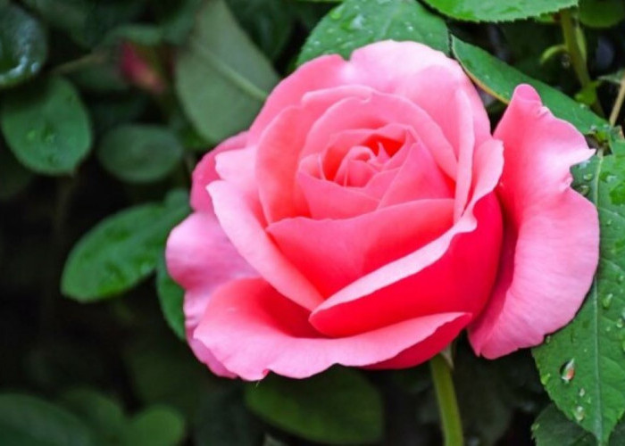 Bunga Mawar Ternyata Bisa Dikonsumsi, Ada 10 Khasiatnya Juga Lho