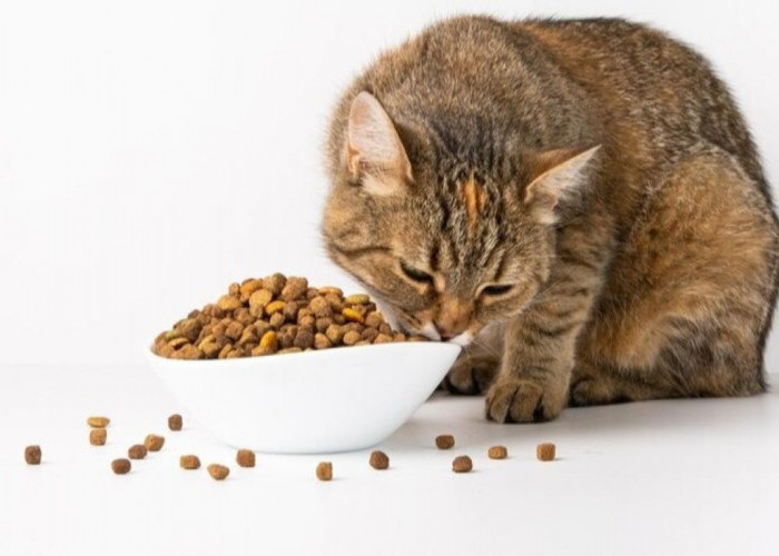 Inilah 10 Rekomendasi Makanan Kucing Terbaik dan Tinggi Nutrisi, Cocok Agar Anabul Gemoy dan Menggemaskan