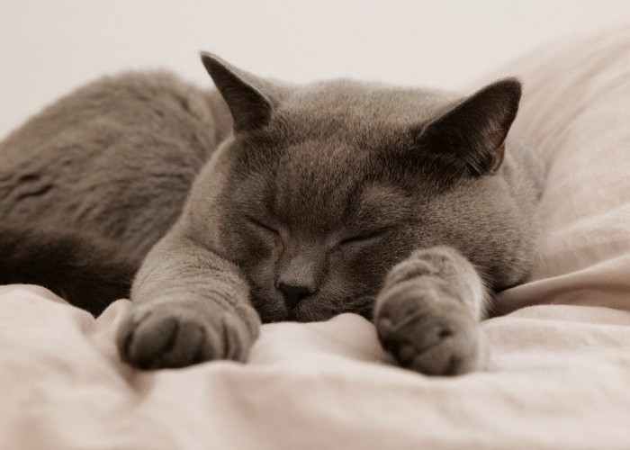 Cat Lovers, Yuk Kenali 5 Arti dari Posisi Tidur Kucing Kesayanganmu