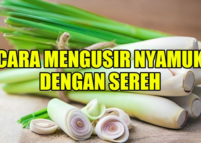 Pancarkan Suasana yang Menyegarkan dan Menenangkan, Inilah 5 Cara Mengusir Nyamuk dengan Sereh