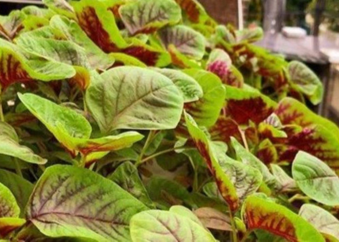 Mengenal Bayam Belang atau Batam Batik, Sayuran Kaya Zat Besi, ini Cara Memilih Bibitnya