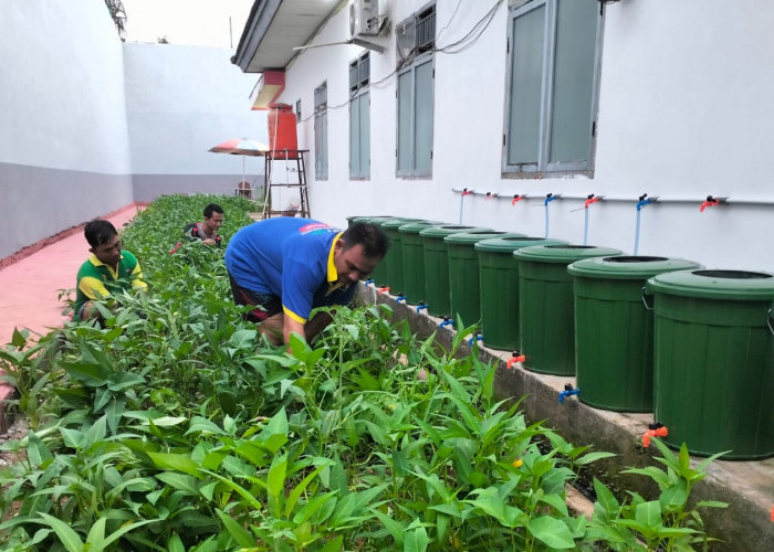 Wujudkan Ketahanan Pangan Nasional, Lapas Narkotika Muara Beliti Tanam Kangkung