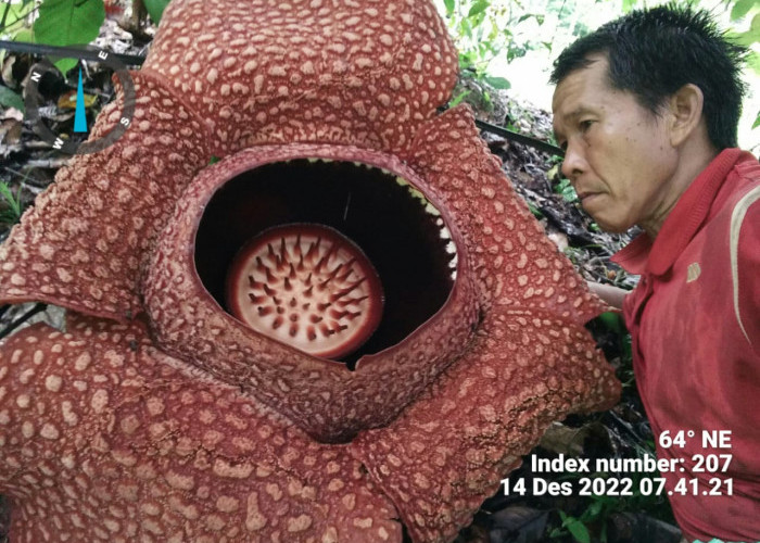 Keren, Pria Tamatan SMP di Bengkulu Berhasil Membudidayakan Bunga Rafflesia