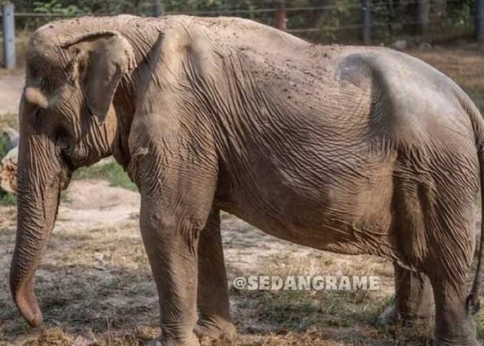 Kisah Gajah Thailand Pai Lin yang Mengangkut Wisatawan Selama 25 Tahun hingga Alami Cacat Permanen