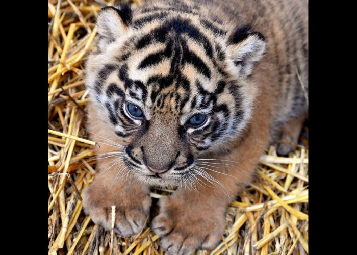 Seekor Bayi Harimau Sumatera Lahir di Roma dan Diberi Nama 'Terima Kashi'