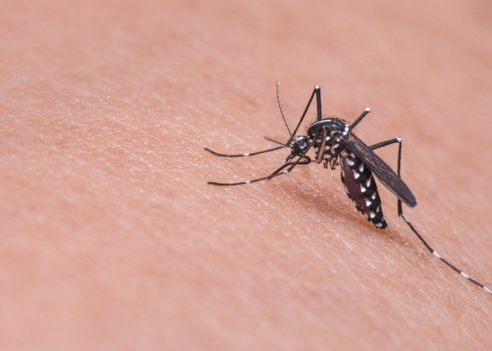 9 Tanaman Hias Pengusir Nyamuk, Cocok Ditanam di Musim Hujan untuk Cegah Penyakit Demam Berdarah