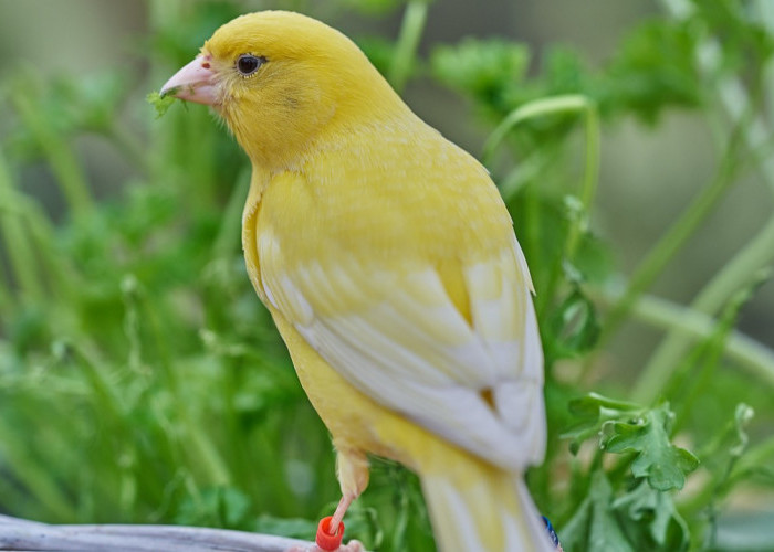 Warna Dominan Kuning Serta Memiliki Kicauan yang Merdu, Berikut ini Cara Merawat Burung Kenari