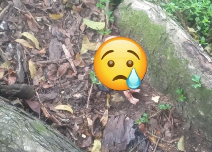 Heboh, Bayi Mungil Ditemukan Terkapar di Bawah Pohon Oleh Warga di Bengkulu, Begini Kondisinya