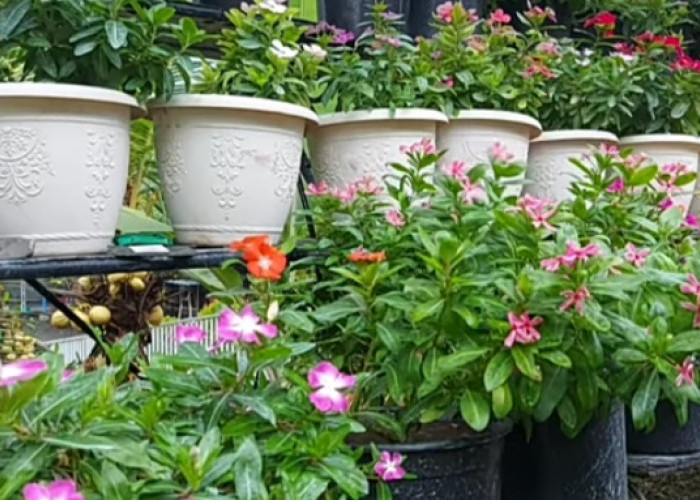 Berikan Kesan yang Indah, Berikut 6 Tips Merawat Tanaman Hias Bunga di Pekarangan Rumah