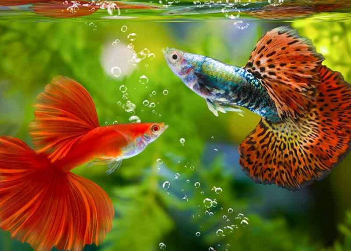 Tren Ikan Hias Air Tawar 2026: 7 Jenis Paling Mudah Ditemukan dan Cocok untuk Pemula