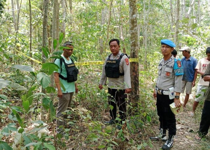 15 Ekor Gajah Serang Ibu Hamil di Mura, Korban Tewas Diinjak