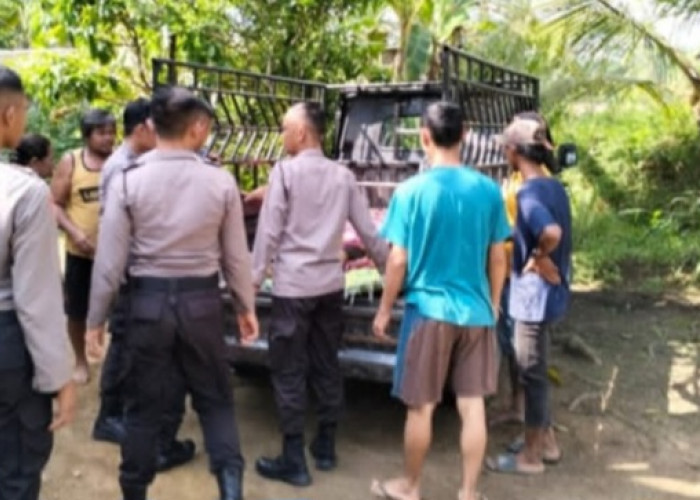 Pencari Buah Kelapa di Musi Rawas Jatuh dari Pohon 15 Meter, Berikut Penjelasan Polisi