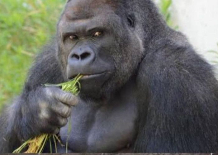 Viral Shabani, Gorila Berwajah Tampan Curi Hati Para Wanita Jepang