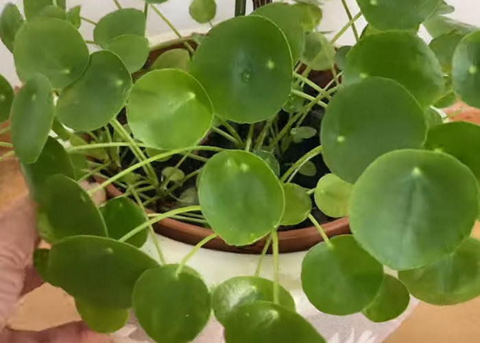 Tanaman Hias Pilea Peperomioides Daunnya Berbentuk Koin, Dipercaya dapat Memberikan Kekayaan Bagi Pemiliknya