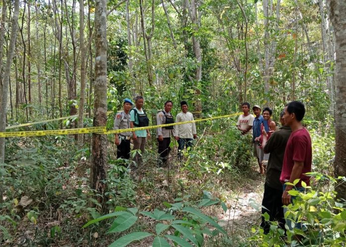 Ini Penyebab Gajah Serang Warga di Mura, BKSDA Berikan Penjelasan