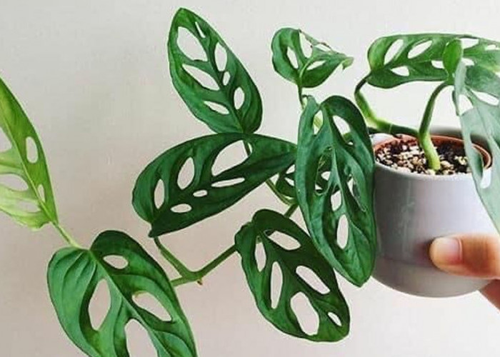 Rekomendasi Tanaman Hias untuk Hadiah Wisuda 2026: Estetis dan Low Maintenance, Cocok untuk Gen Z 