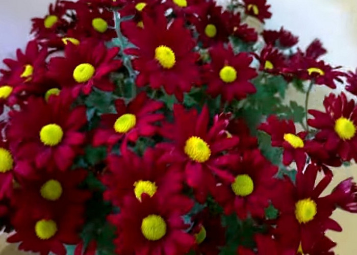Bunga Krisan Melambangkan Kesetiaan dan Kebahagiaan, Yuk Ketahui 7 Arti Tanaman Hias ini