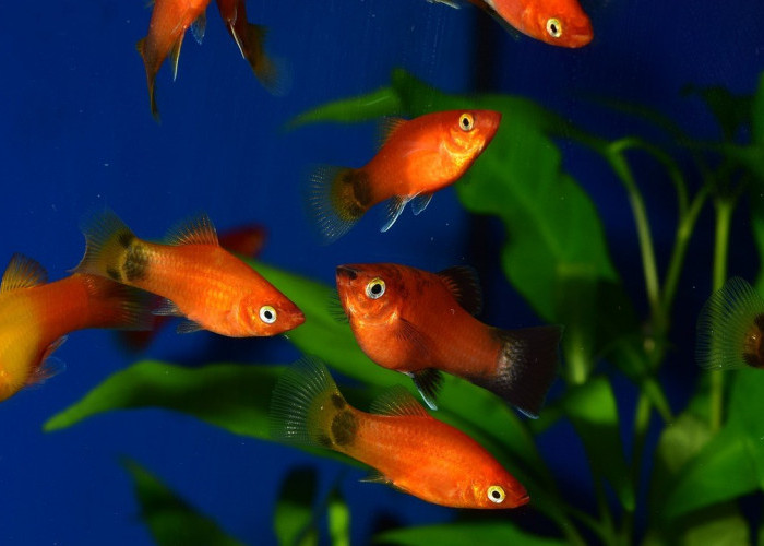 5 Ikan Hias Mungil, yang Mudah Dirawat di Akuarium Kecil, Kolektor Wajib Tahu