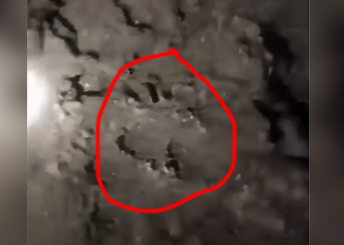 Dipastikan Warga Batu Gane Musi Rawas Diterkam Harimau, Tim Temukan Jejak di Lokasi