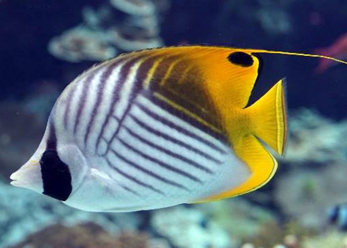 Inilah 11 Jenis Ikan Butterfly Populer Serta Tips Memeliharanya, Cantik dan Memikat untuk Akuarium Laut