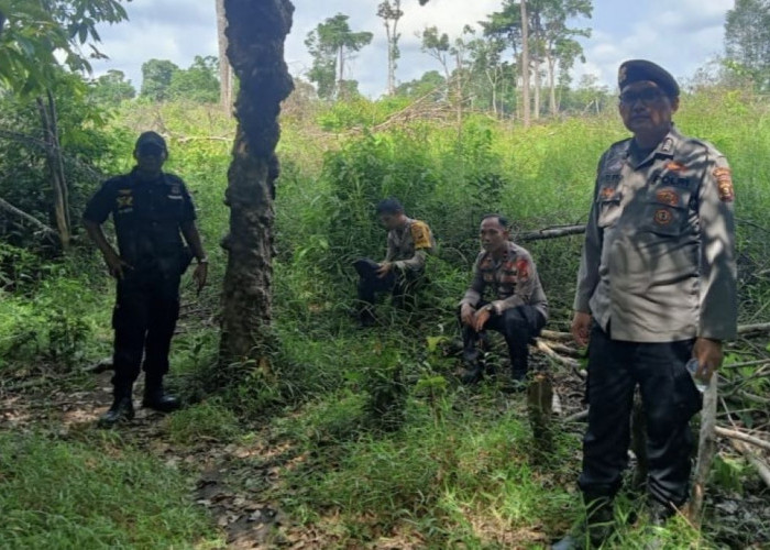 Sudah 3 Warga Diserang Beruang, BKSDA Pasang Perangkap di Ciptodadi Musi Rawas